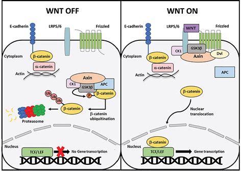 Gene Expression And Pathway Analysis Of CTNNB1 In Cancer, 58% OFF