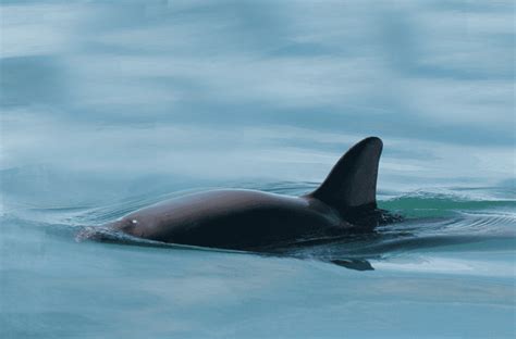 Meet the Vaquita Porpoise—Before It's Too Late - Stephen Wood - New ...