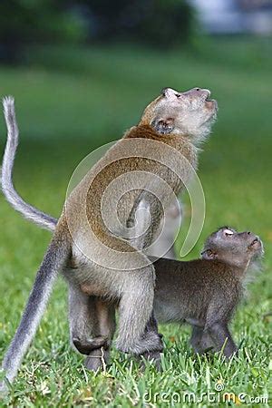 Monkey Mating 1 Royalty Free Stock Images - Image: 30700219