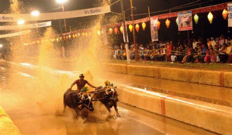 Kambala: All you need to know about Kambala