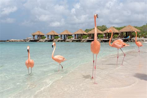 11 Unique Ways to Experience The Best of Aruba | Bare Escape