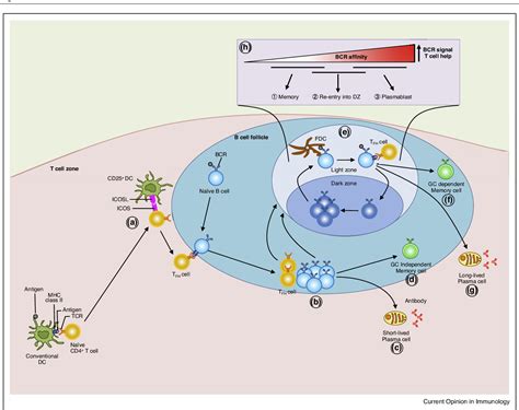 Figure 1 from Regulation of memory B and plasma cell differentiation. | Semantic Scholar