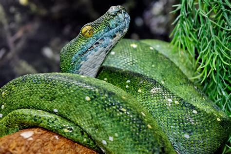 Free picture: exotic, green snake, python, rainforest, tropical, animal ...