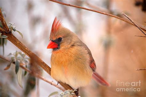 Im Just As Pretty Female Cardinal Bird Photograph by Peggy Franz - Fine ...