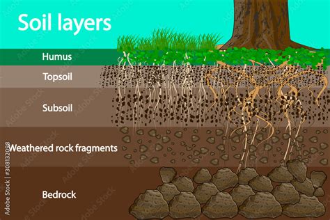 Soil layers. Diagram for layer of soil. Soil layer scheme with grass and roots, earth texture ...