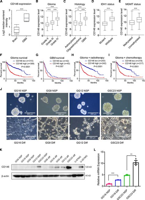 CD146 expression in glioma patients and in GBM cells. A Comparison of... | Download Scientific ...