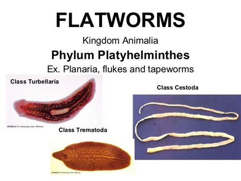 Phylum platyhelminthes