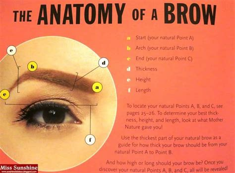 The anatomy of a brow by benefit