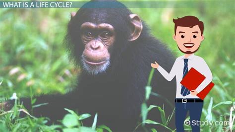 A Life Cycle Of A Monkey