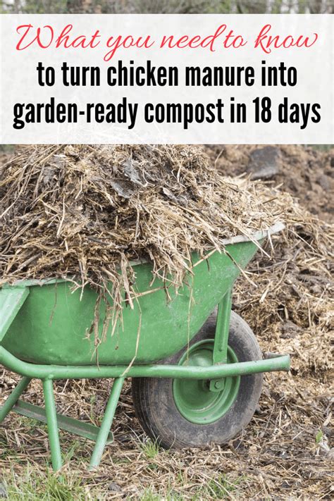 Chicken Manure Compost in Just 18 Days - Salt in my Coffee