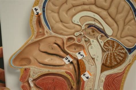 Anatomy of the Respiratory System Flashcards | Quizlet