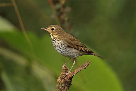 Migration Season is Prime Time to Catch Sight of Swainson's Thrush ...