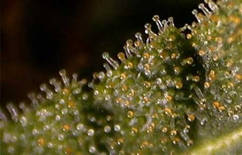 Cannabis Trichomes: What You Need to Know! | Grow Weed Easy