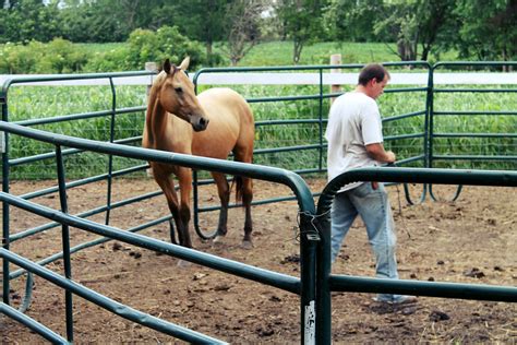 Riding Horses in Summer – Our Summer Goals for Horses – Horseback Riding Blog