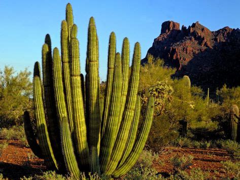 Résultat de recherche d'images pour "desert trees" | Photographie de ...