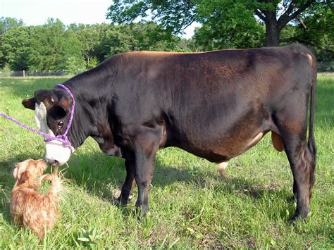 Let's talk about Miniature Jersey Cows