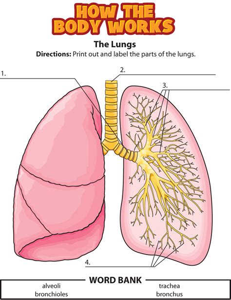 Lungs Diagram For Kids