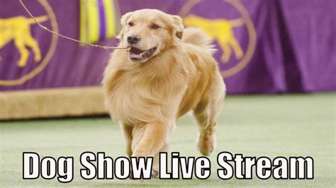 How to Watch Thanksgiving Dog Show Live Stream - Dog Show TV