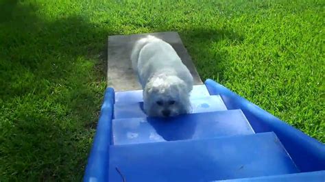 Four paws up on the new Puppy Playground equipment!!! - YouTube