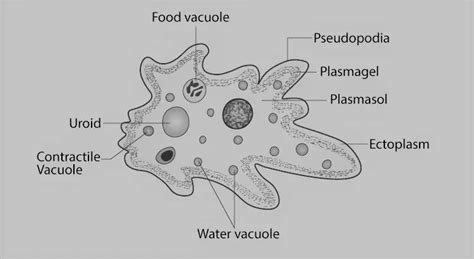 Amoeba Structure