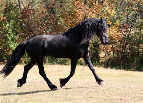 Within the Friesian breed, there are some different personality types ...