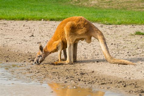 Australian red Kangaroo drinking the water in Phillip Island wildlife park, Australia. One of ...