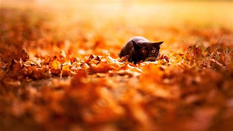 Fall Animal Wallpapers - Top Free Fall Animal Backgrounds - WallpaperAccess