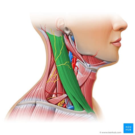 Sternocleidomastoid muscle