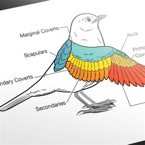 Feather Biology Slide Collection | Bird Academy • The Cornell Lab