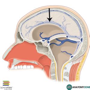 Inferior Sagittal Sinus - AnatomyZone