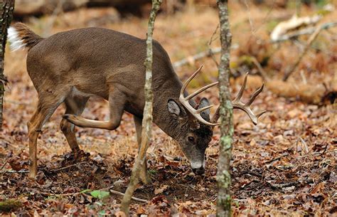 Why You Should Hunt Scrapes | Grand View Outdoors