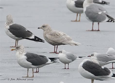 Species Gallery - Iceland Gull