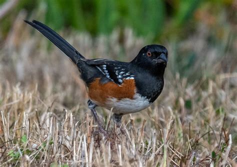 used to be caled Rufous-sided Towhees – Mendonoma Sightings