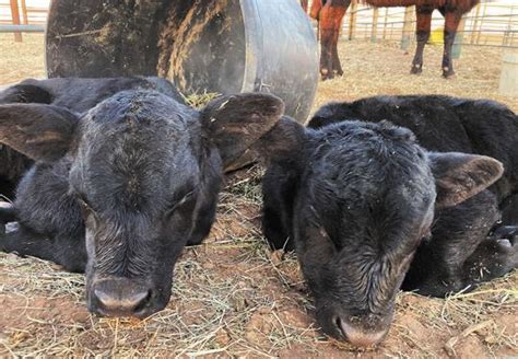 Managing Possible Freemartin Heifers | Cow/Calf Corner ...