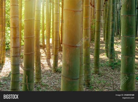 Bamboo Forest Trees Image & Photo (Free Trial) | Bigstock