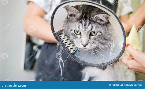 Professional Maine Coon Cat Grooming Close-up. Stock Photo - Image of ...