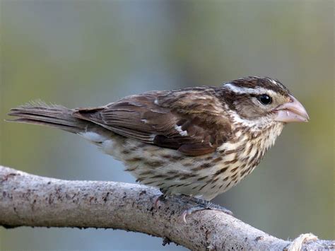 Rose-breasted Grosbeak - eBird