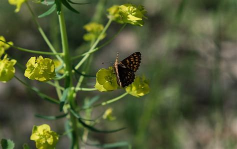 Duke Of Burgundy Butterfly - Free photo on Pixabay - Pixabay