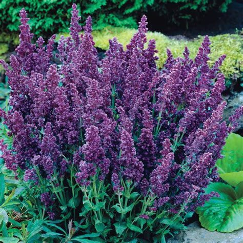 Purple Full sun (6+ hours direct sun) Perennials at Lowes.com