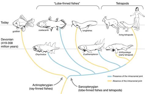 Sarcopterygii: Characteristics, types, habitats and more...