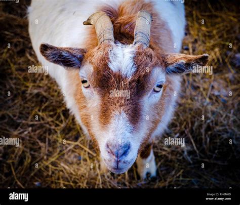 Female Pygmy Goat Stock Photo - Alamy