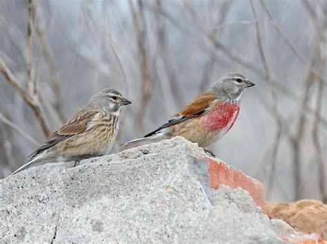 Linnet Bird Facts (Linaria cannabina) | Birdfact