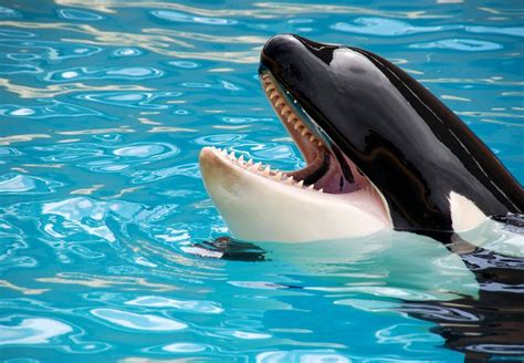 Scientists Trained an Orca to Imitate Human Speech