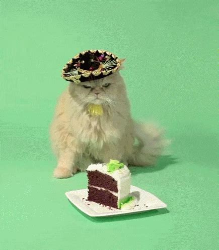 Birthday Cat GIF - Birthday Cat Angrycat GIFs | Say more with Tenor