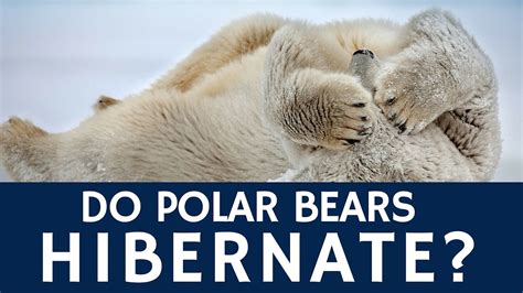 Do Polar Bears Hibernate – Basic Animal Facts and Information - YouTube