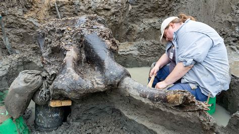 Huge 13,600-year-old mastodon skull and bones…