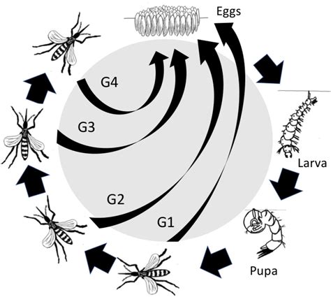 Culex Mosquito Life Cycle