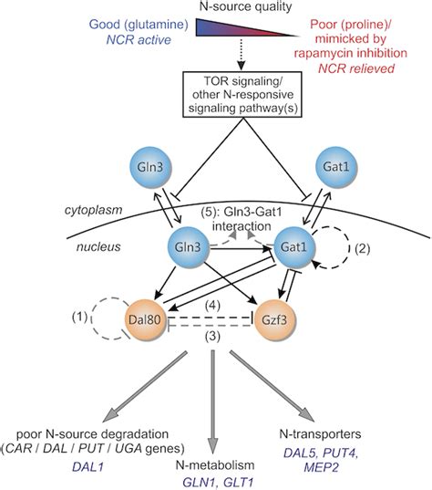 Biophilia: Modeling Gene Regulatory Circuitry