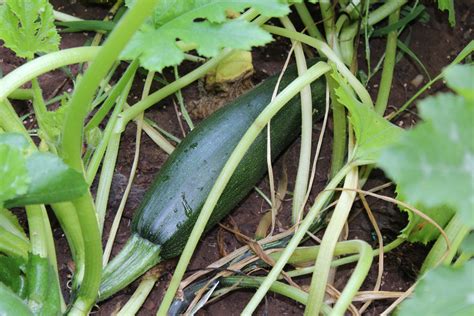 Zucchini fruit | Growing vegetables, Summer vegetable, Vegetables