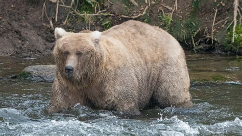 Fat Bear Week voting begins, in a race to find the chonkiest bear : NPR